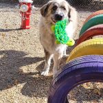 moose jaw dog kennel boarding artistique acres 2