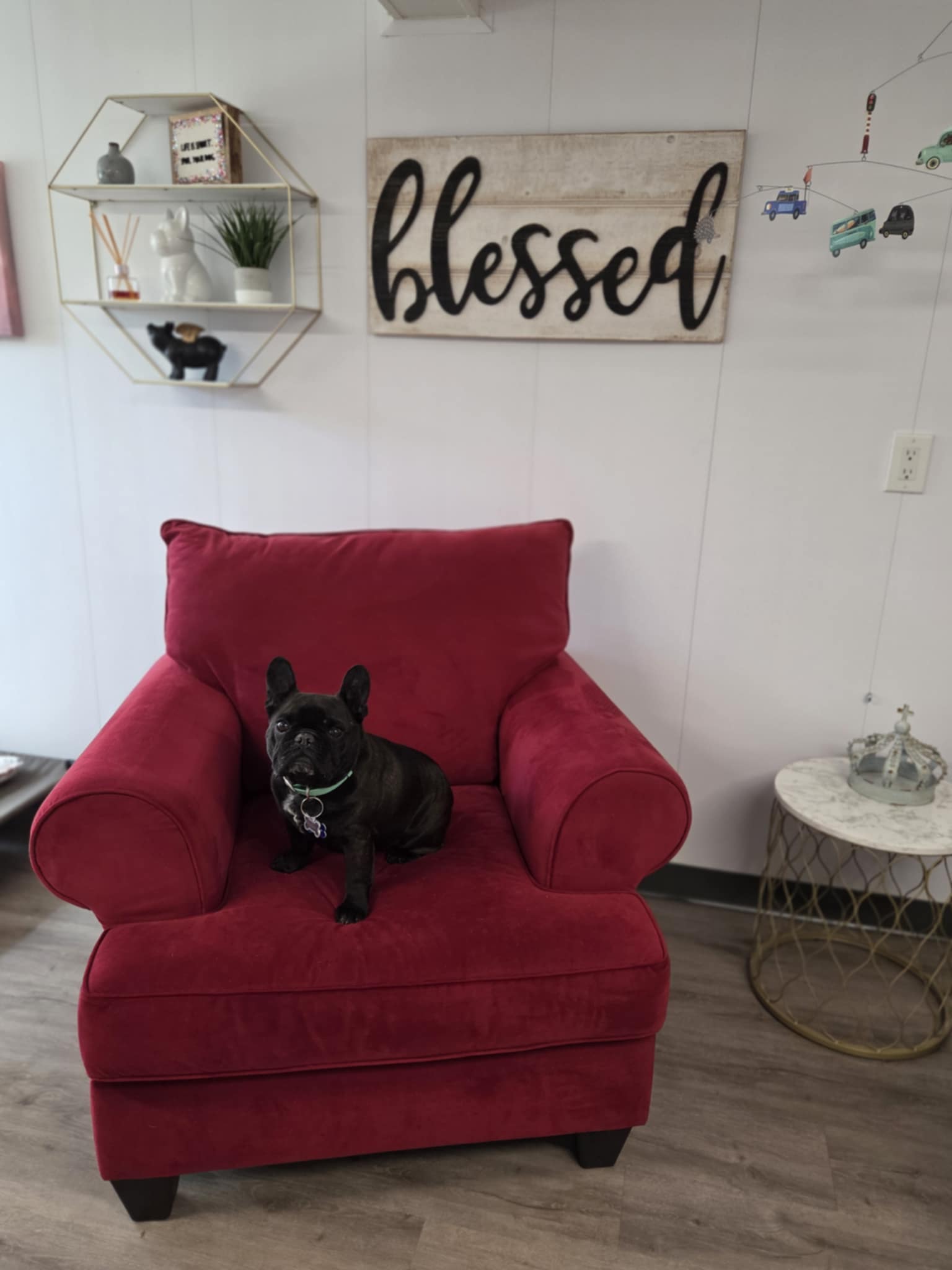 Artistique Acres Lodge - Moose Jaw - Dogs or Cats