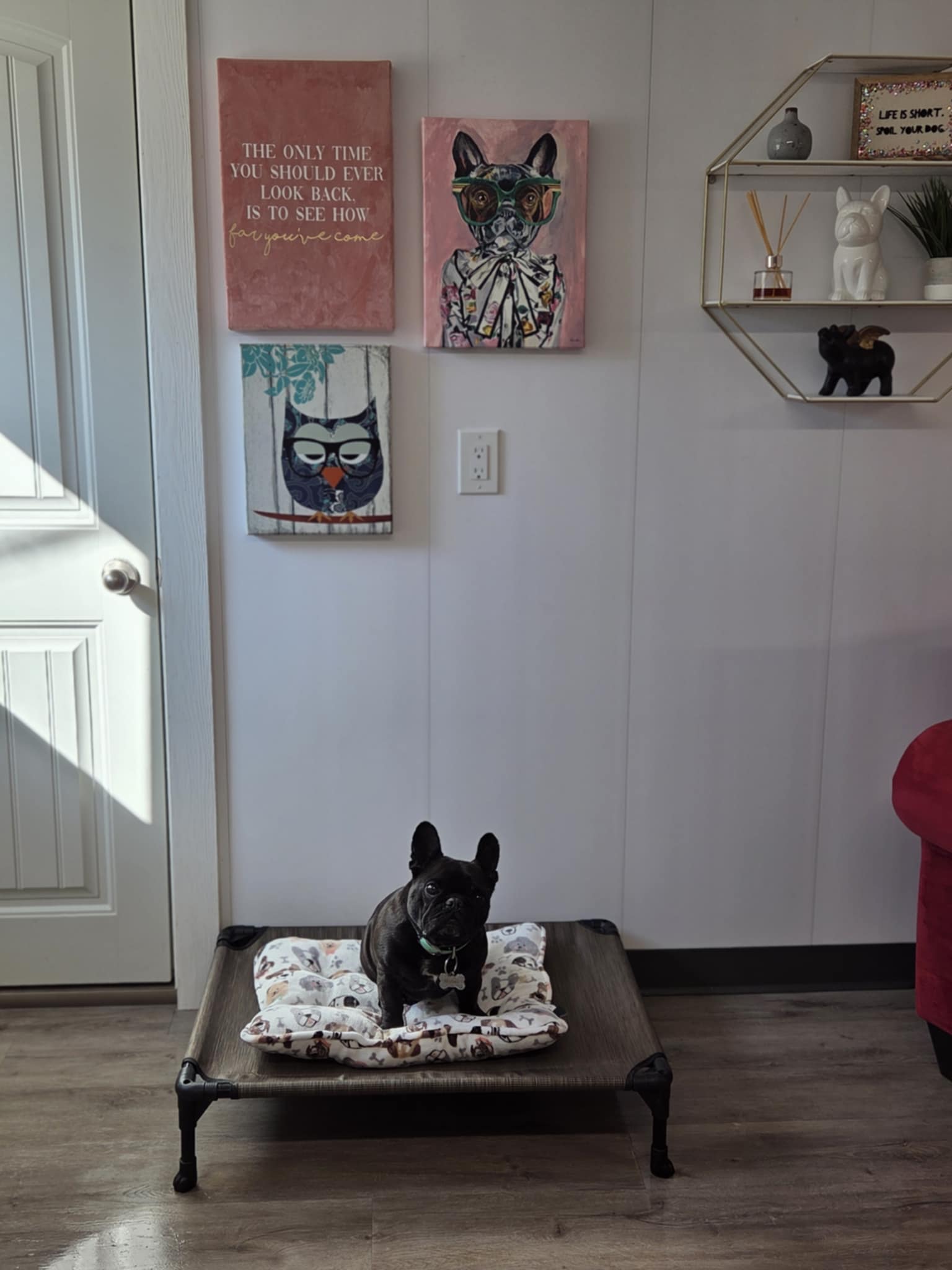 Artistique Acres Lodge - Moose Jaw - Dogs or Cats